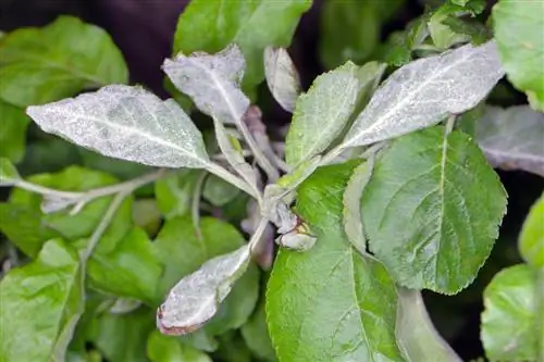 witte coating op appelboombladeren