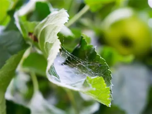 Fighting spider mites on apple trees