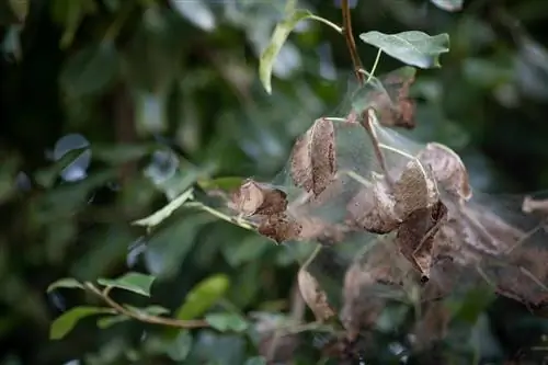 spinneweb appelboom