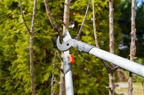 water shoots apple tree cutting