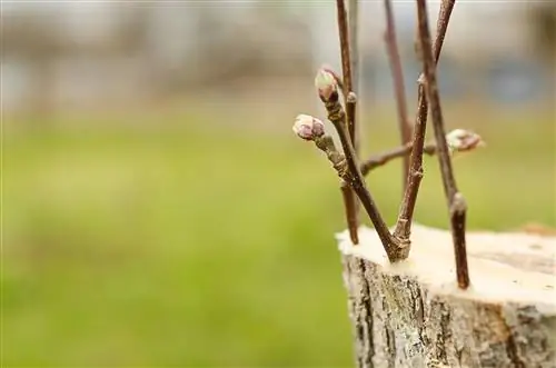 Familie-appelboom: kweek verschillende variëteiten aan één boom