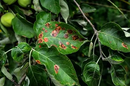 Tarkuoti ant obels? Taip atpažįstate ir kovojate