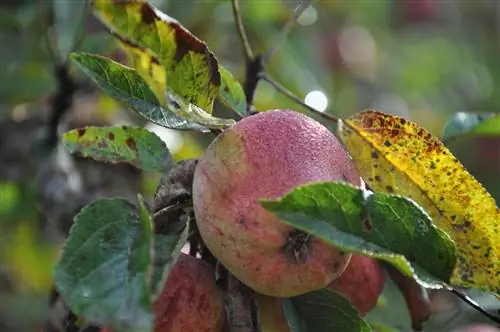 roestmijt appelboom