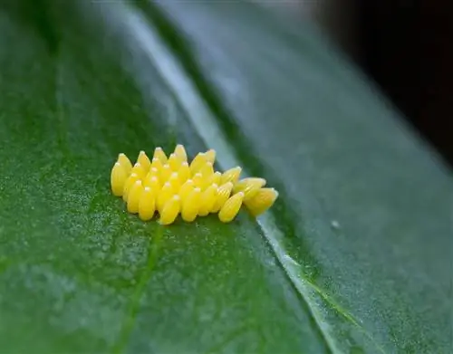 pokok epal kuning telur