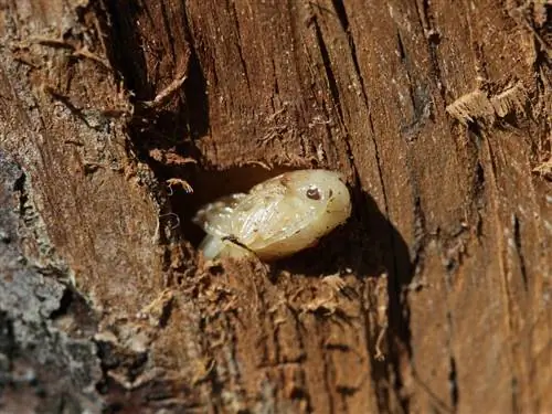 bark beetle txiv apple tsob ntoo