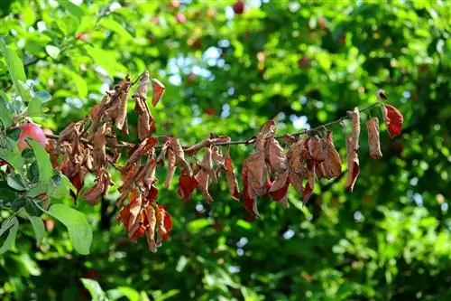 Fire blight on apple trees: recognize, combat and prevent