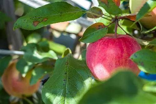 blaarvlek appelboom