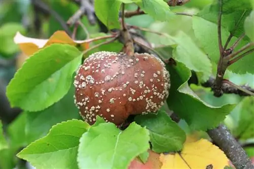 brown rot apple tree