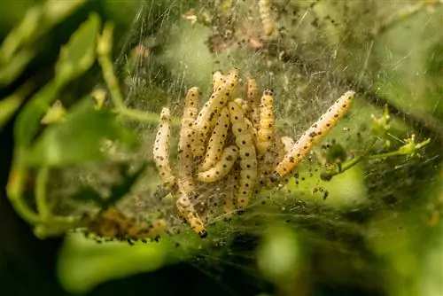 Processionaria della quercia del melo