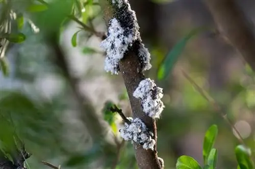 Bloedluis op appelbome: herken, voorkom en bestry