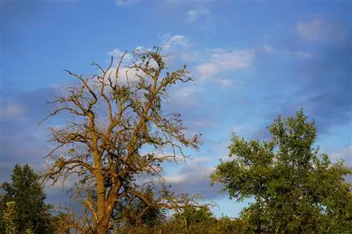 խնձորի ծառ - մի քանի տերեւ