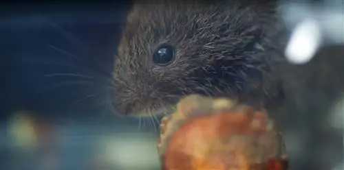 Voles pada pokok epal: Bagaimanakah anda melindungi pokok itu dengan berkesan?