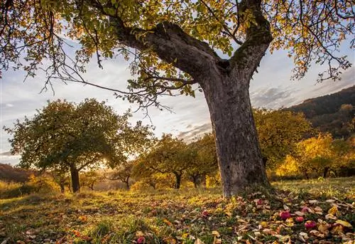 apple-tree-drops-apples