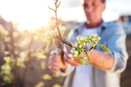 Äppel-träd-klippning-under-blomning