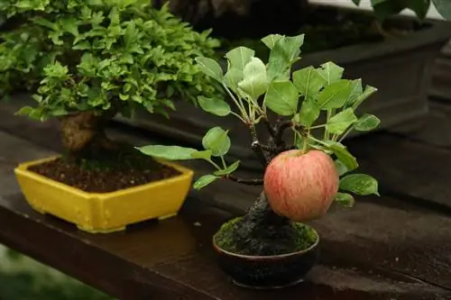 Growing a bonsai apple tree