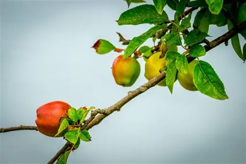 le pommier perd ses feuilles