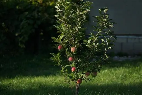 Il melo non cresce? Cause e possibili soluzioni