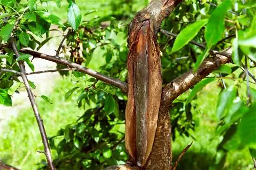 crecimientos de manzano en el tronco