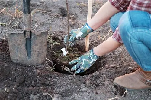 appelboom zure grond