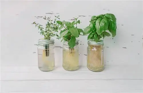 Albahaca en un frasco: cómo cultivarla en el alféizar de la ventana