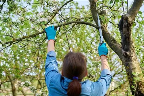 Appelboom: Verwijder en vermijd droge takken