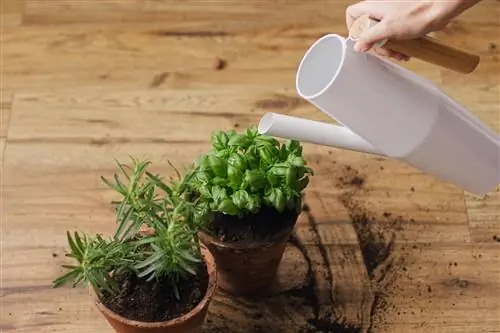 Fertilize basil with tea: This is how it helps the culinary herb