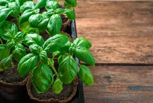 Can I put basil in water? Care tips & benefits