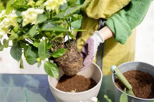 Hydrangeas sa mga kaldero: mga tip para sa perpektong lupa at pangangalaga