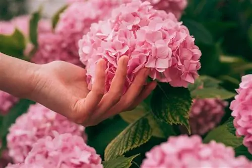 Buatlah pupuk besi sendiri untuk hydrangea