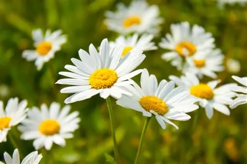 flores parecidas com margaridas