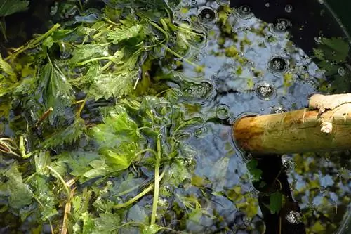 Miks on nõgesesõnnik hortensia puhul nii tõhus?