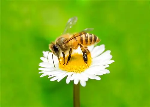 Margaritas: Plantas aptas para las abejas para tu jardín