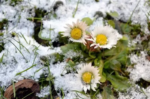 Madeliefies: Vroeë bloeiers met 'n lang blomperiode