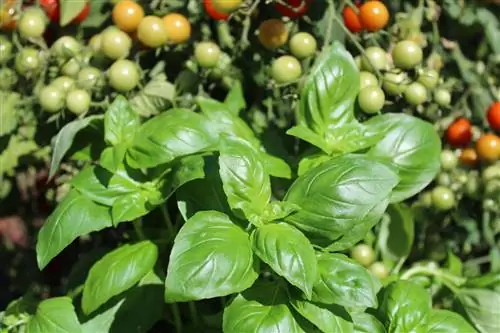 Pagtatanim ng basil na may mga kamatis: Ang perpektong pinaghalong kultura