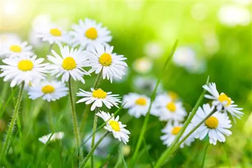 Känn igen prästkragar säkert: blommor, löv och växtsätt