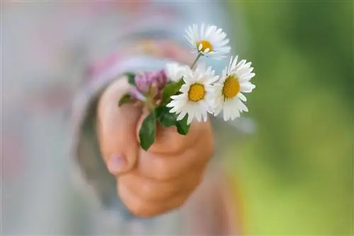 cueillir des marguerites