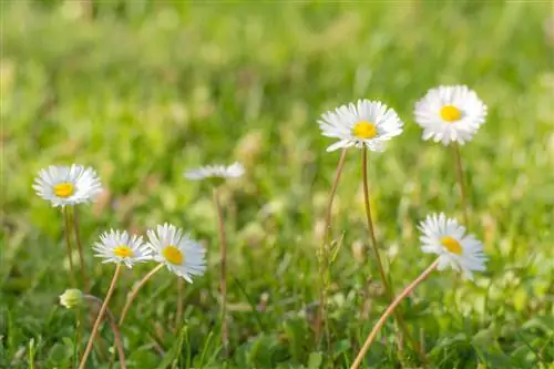 daisy meadow