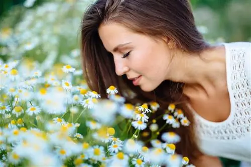 Chamomile and daisies: similarities and differences