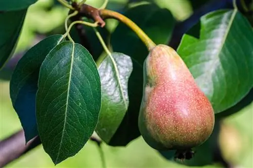 Perenboomblad: Alles over vorm, grootte en ziektes