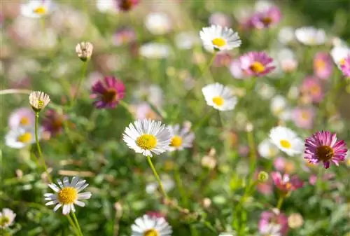 Per què la margarida espanyola és tan amigable amb les abelles?