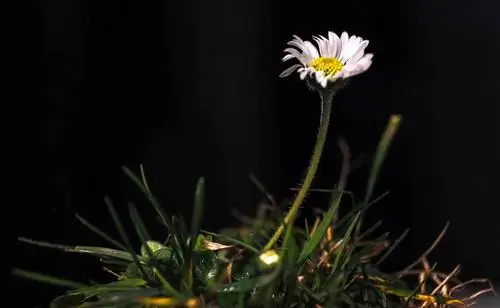 La nuit : Pourquoi les marguerites ferment-elles leurs fleurs ?