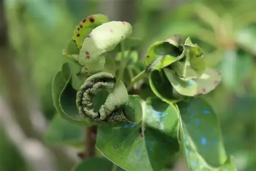 Foglie arricciate sul pero: cosa fare e a cosa prestare attenzione?