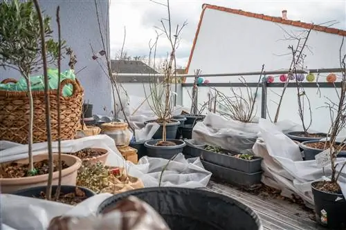 Een perenboom in een pot overwinteren: hoe bescherm je hem tegen vorst