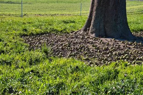 Perenboom verliest fruit: oorzaken en oplossingen