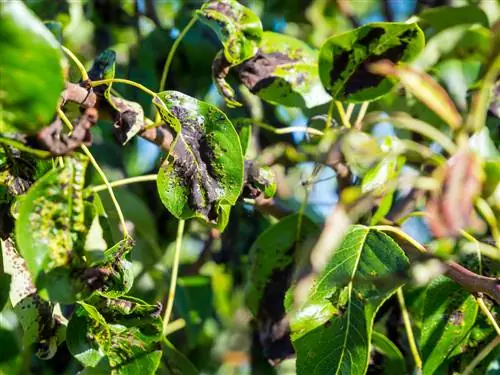 Ziekten van perenbomen: wat te doen als de bladeren zwart zijn?