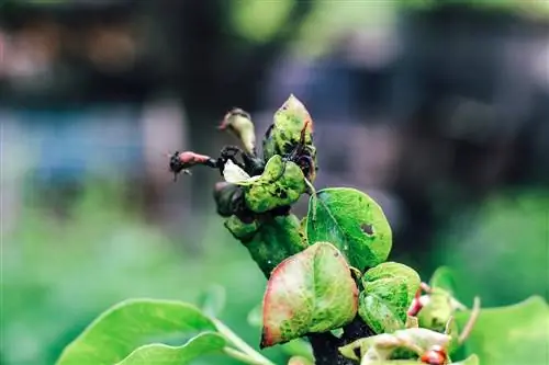 krulziekte perenboom