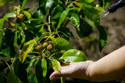 Geen groei aan de perenboom? Je kan dat doen