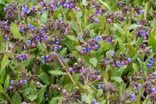 Spotted lungwort: kenali dan obati penyakit embun tepung