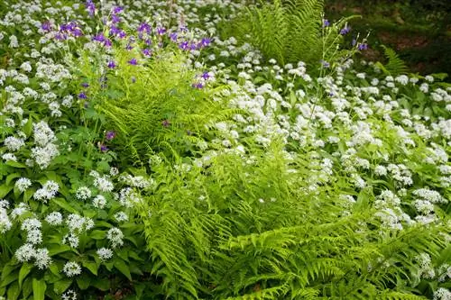 wilde knoflook-goede buren