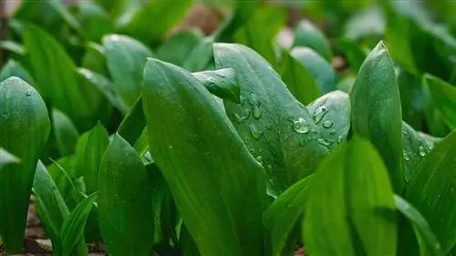 Watering wild garlic: instructions for he althy growth